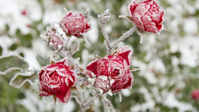 Piano Improvisation - Winter Rose смотреть онлайн