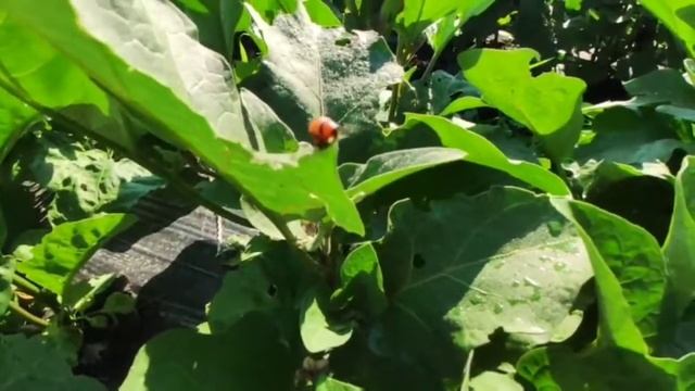 Выращивание баклажан в открытом грунте. Первые плоды смотреть онлайн