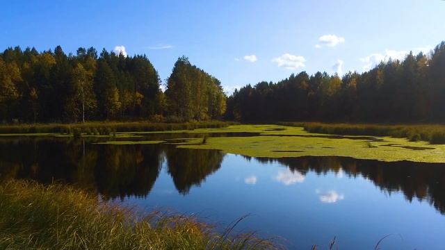 Красивое пение птиц в прекрасный июльский солнечный денек на озере. Звуки природы, шум ветра. смотреть онлайн