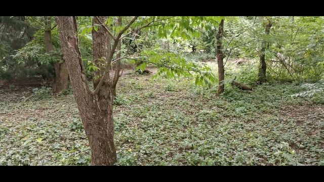 Животный мир России. Fauna Of Russia