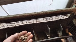 Кормушки для кроликов против выгребания кормов