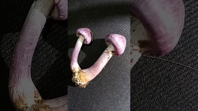 Павутинник фіолетовий, або павутинник камфорний смотреть онлайн