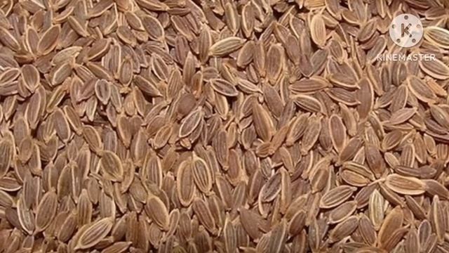 СЕМЕНА УКРОПА-ЧУДО! Всего одна ложка СЕМЯН УКРОПА и организм как Новый. Вы знали об этом! смотреть онлайн