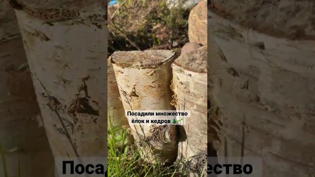 Какие плюсы жизни в своем доме? #картины #дом #цветы #огород смотреть онлайн