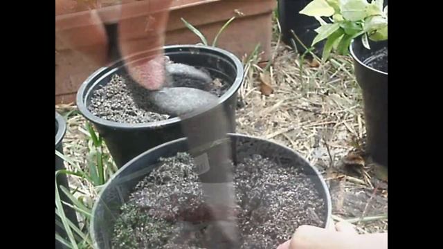 Growing my very own Coffea/Coffee Plants смотреть онлайн