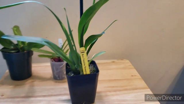 April Collective Orchid Haul смотреть онлайн