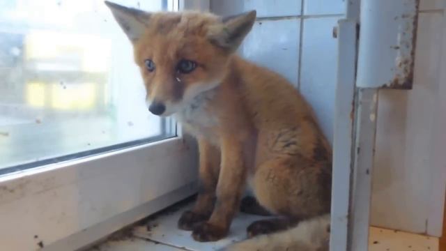 Лисенок с Московского проспекта. смотреть онлайн