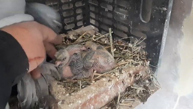 Наблюдения по масти каких дадут. Пара Розовый голубь и Сизая голубка. смотреть онлайн