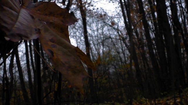 Листва [Carbon Based Lifeforms - Leaves (extended)]