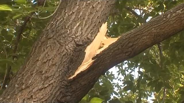 29 07 14 В ижевском дворе дерево упало на машины смотреть онлайн