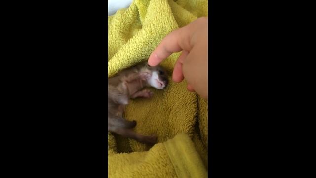 Горностай как домашний питомец - Stoat as a Pet- Hermelin als Haustier смотреть онлайн