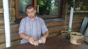 Почему кричит кролик? Звук орущего кролика