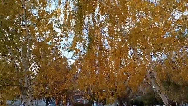 Осень в Бердянске. 07.11.2022 смотреть онлайн