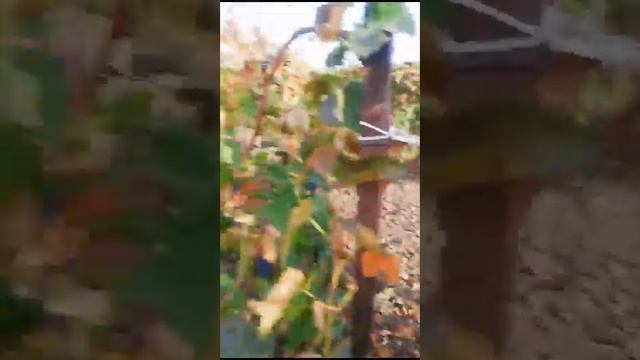 сбор винограда каберне 24.10