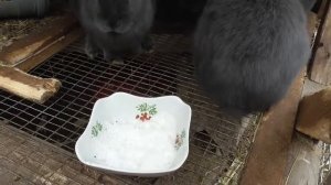 Нужна ли соль кроликам ?