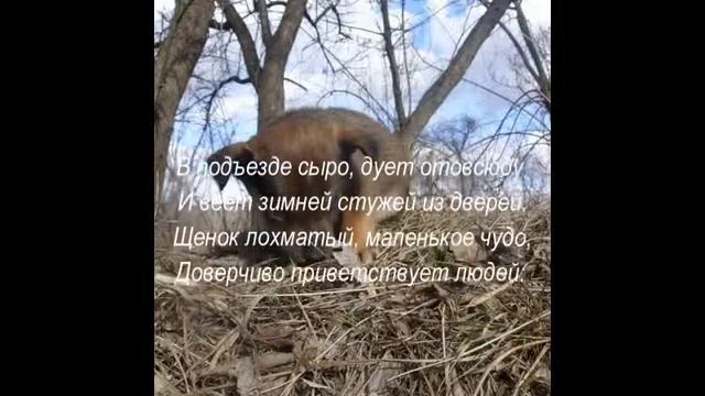 ОНи имеют ПРАВО ЖИТЬ!!! смотреть онлайн