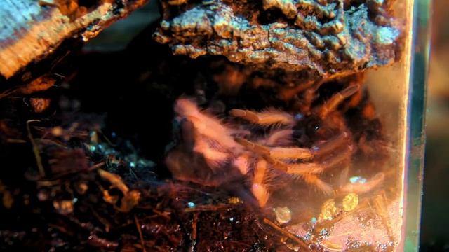 Процесс линьки паука в ускоренной съемке: Птицеед Brachypelma boehmei смотреть онлайн