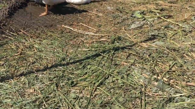Гусята Линда 45 дней( 1,5 месяца) Гуси растут не по дням а по часам. Гуси не хотят плавать в пруду смотреть онлайн