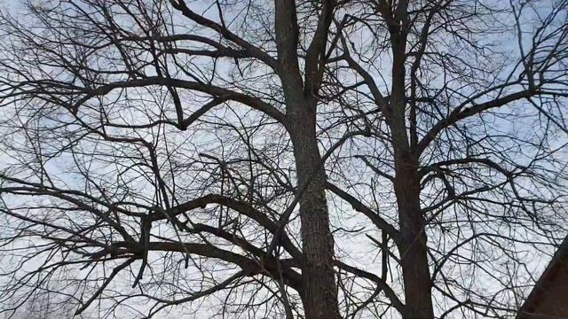 Деревья, дятел и дрова. смотреть онлайн