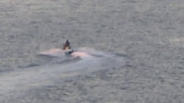 Рыбалка в Ялте. Пошёл луфарь. смотреть онлайн