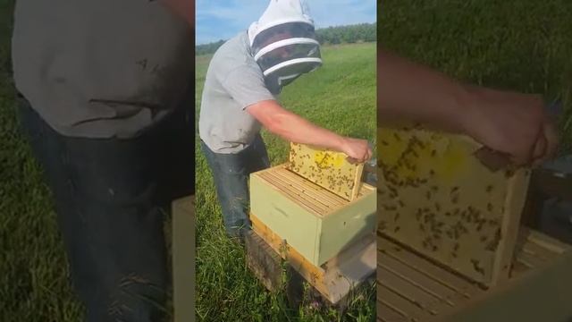 New hive (week 8) introducing a queen to queenless hive смотреть онлайн