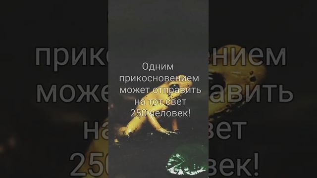 Самая опасная лягушка в мире #информация #интересно #познавательное #животные #shorts смотреть онлайн