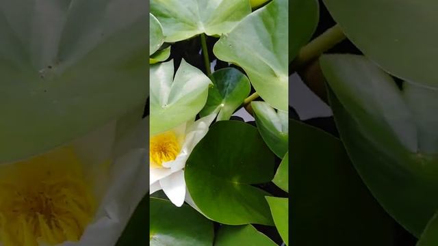 Цветут кувшинки . 7 июля 2021 г. смотреть онлайн