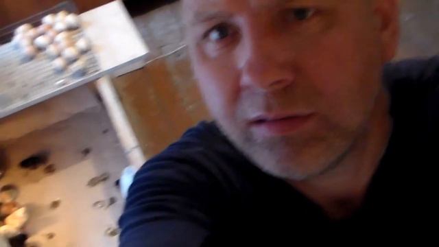 Первый вывод цыплят в инкубаторе Кин-дза-дза-360 смотреть онлайн