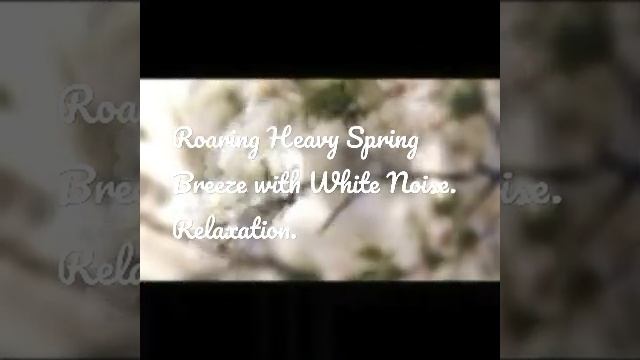 Spring Time Howling Winds with White Noise #whitenoise смотреть онлайн