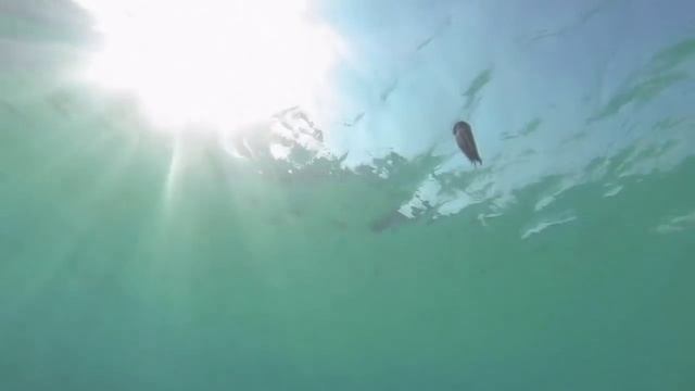 10 УДИВИТЕЛЬНЫХ ФАКТОВ ПРО ОСЬМИНОГОВ смотреть онлайн