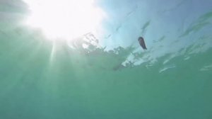 10 УДИВИТЕЛЬНЫХ ФАКТОВ ПРО ОСЬМИНОГОВ