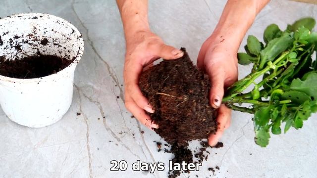 How To Propagate Kalanchoe Plants Quickly For Rooting For Beginner