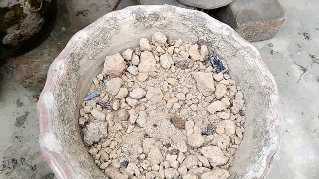 How to grow Amaryllis Plants l Lily ko grow kaise kare l смотреть онлайн