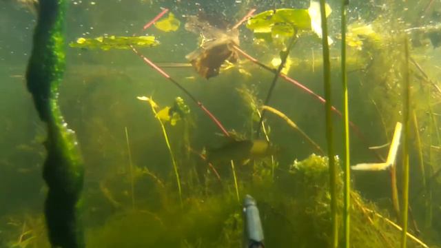 осенние лещи, подводная охота Spearfishing bream смотреть онлайн