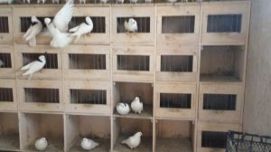 Пермские высоколётные гривуны