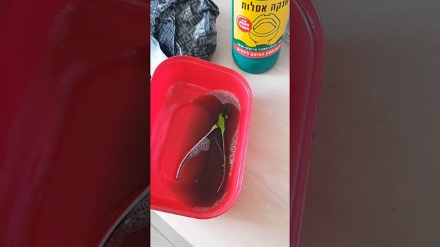 как почистить от ржавчины туалетным утенком маникюрные кусачки смотреть онлайн