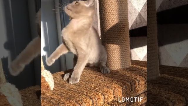 Котёнок бурмы голубого окраса смотреть онлайн