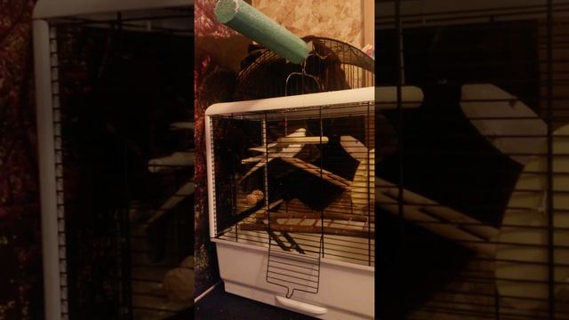 Половое поведение кореллы самца смотреть онлайн