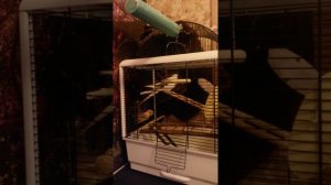 Половое поведение кореллы самца