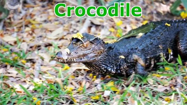 Learn Wild Animals with Toy Sharks in Blue Water Tub Toys For Kids смотреть онлайн