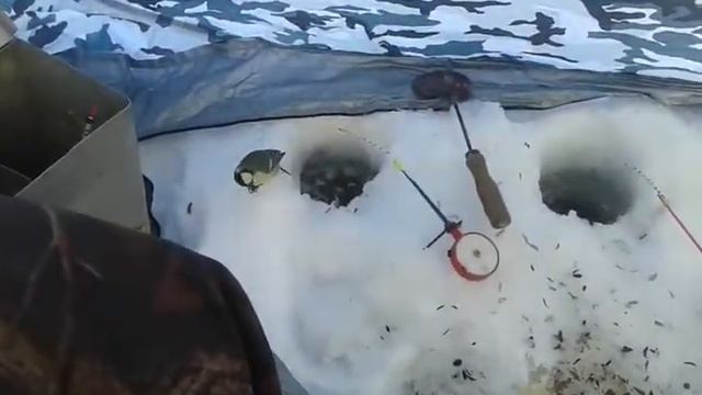 Снегирь смотреть онлайн