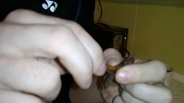 Ем жареных кузнечиков смотреть онлайн