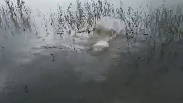 Ловля на косынку с лодки и фидерная рыбалка. смотреть онлайн