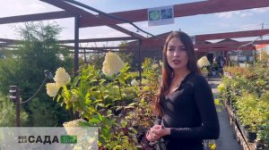 Гортензия Кэндллайт: описание и характеристики сорта