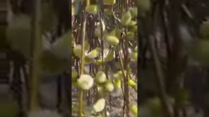 Ива козья, первый медонос