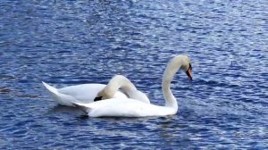 Gulbju pārošanās – Спаривание лебедей – Swans mating
