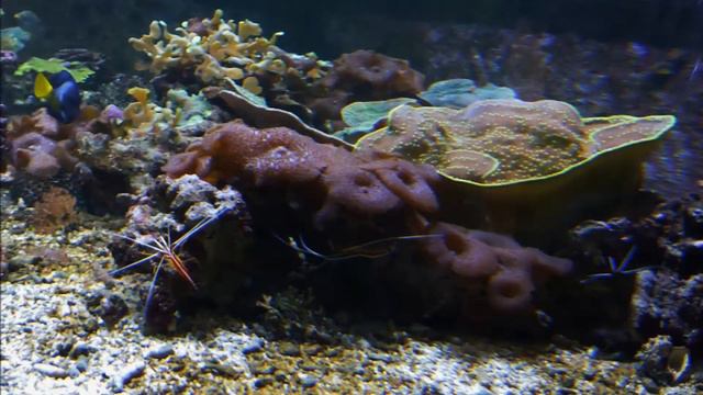 Aquarium Tropical смотреть онлайн