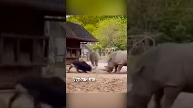 Антилопа напала на двух носорогов смотреть онлайн