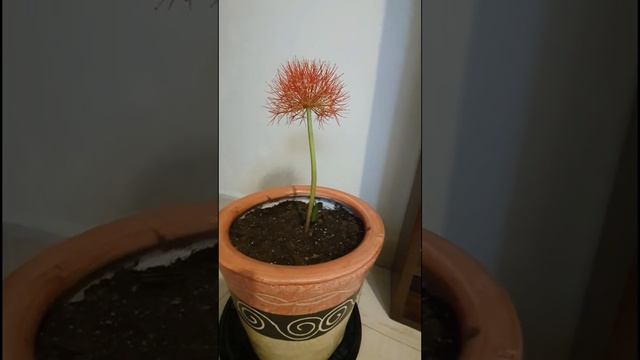 Todo Sobre La Bola De Fuego / Flama / Flor De Sangre/ Flor De Fuego (scadoxus Multiflorus) / Bengal