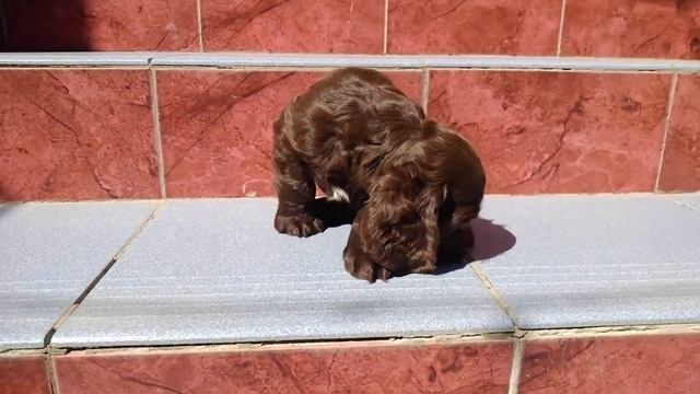 Щенок девочка Английский кокер спаниель 1,5 месяца смотреть онлайн